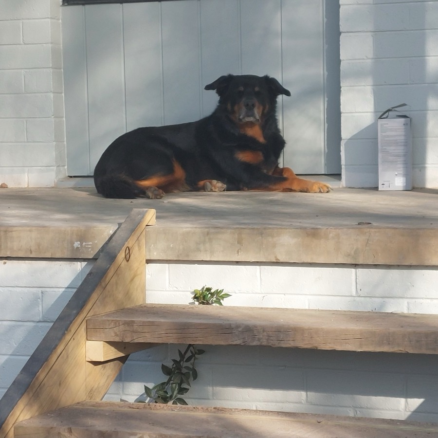 A dog resting on freshly painted timber steps